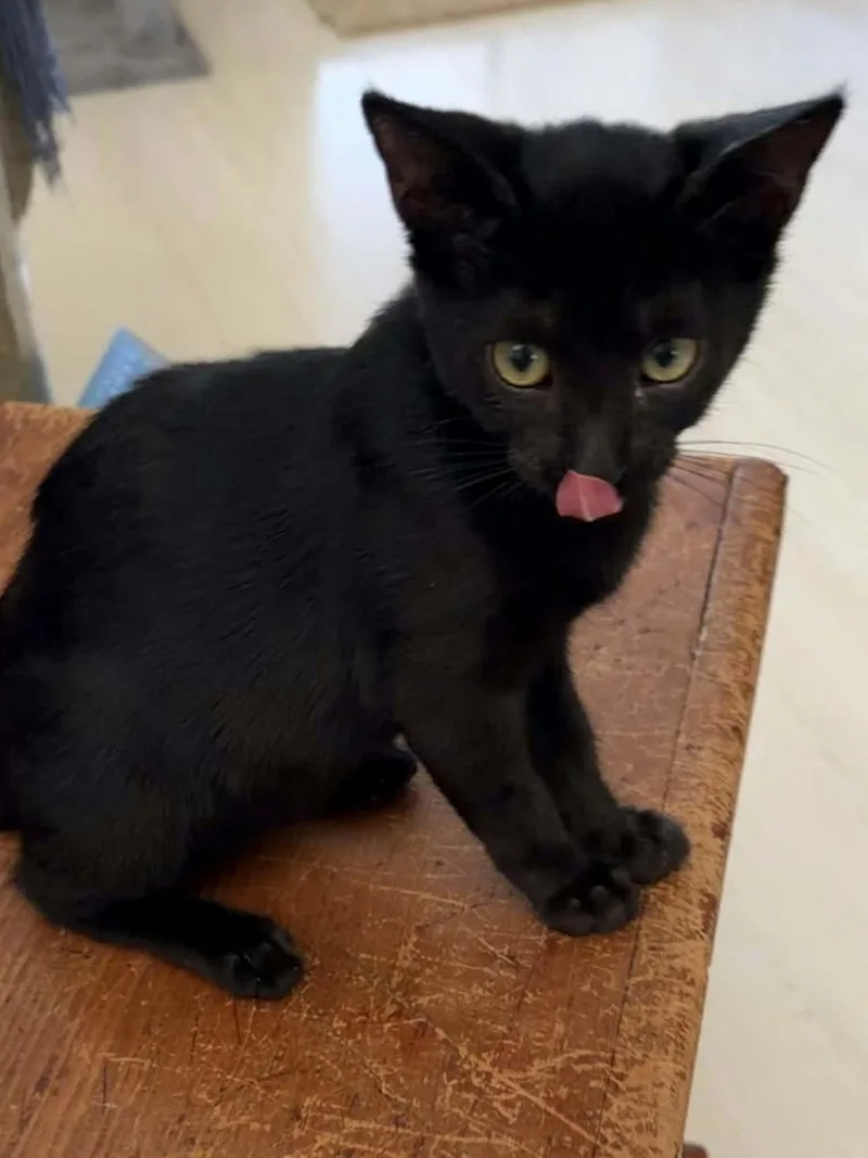 A baby small-sized female Black Domestic Short Hair cat named Dolly for adoption in Parlier, CA