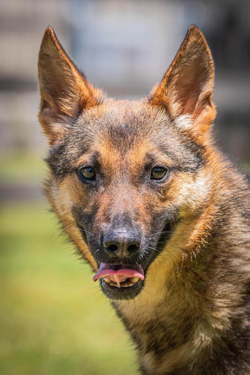 A young medium-sized male Yellow / Tan / Blond / Fawn German Shepherd Dog dog named Wile E Coyote for adoption in Clayton, NJ