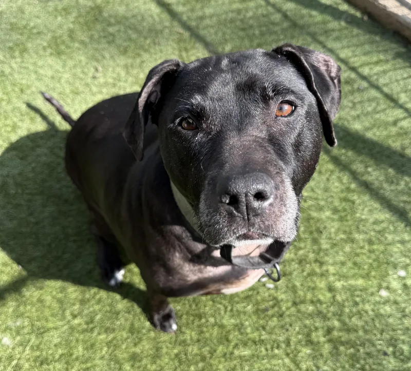 An adult large-sized female Black Mixed Breed dog named Ruby for adoption in Sudbury, MA