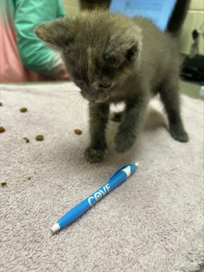 Nova