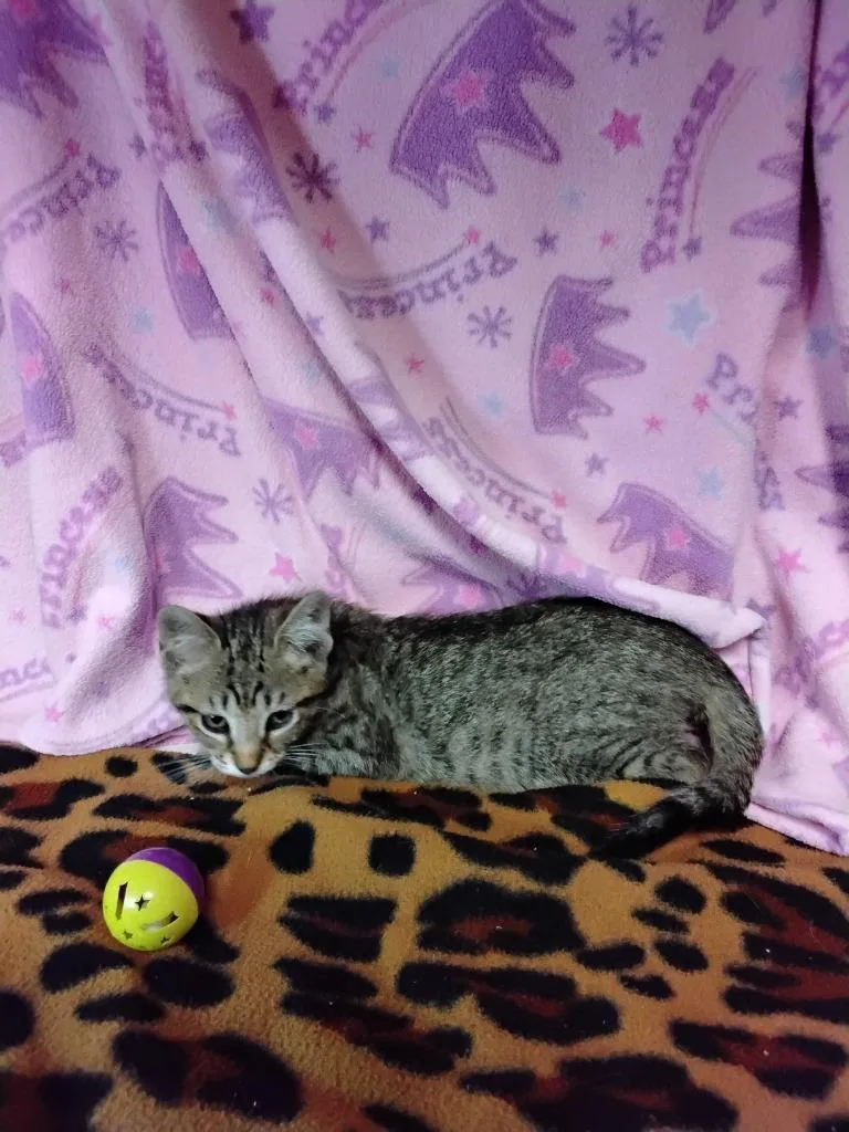 A baby medium-sized male Domestic Short Hair cat named Moebytha for adoption in Ada, OK