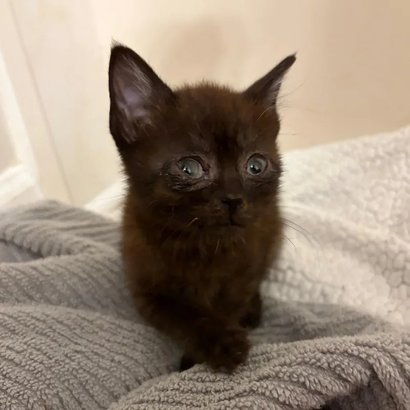 A baby small-sized female Brown / Chocolate Domestic Short Hair cat named Squish for adoption in Brownsboro, AL