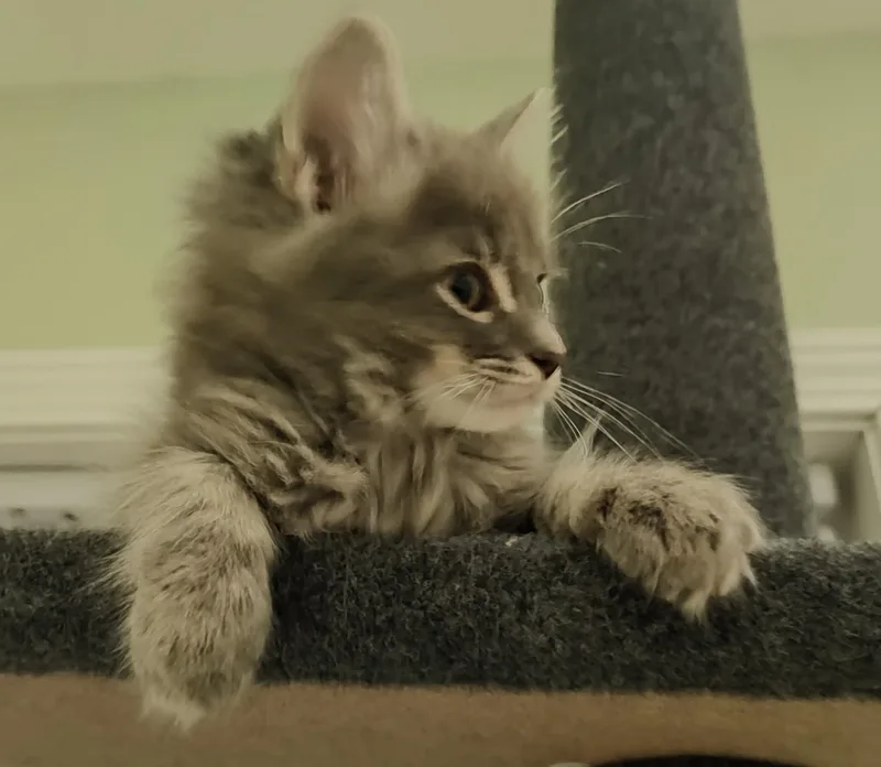 A baby small-sized male Gray / Blue / Silver Domestic Medium Hair cat named Chevy for adoption in Huntington, MA
