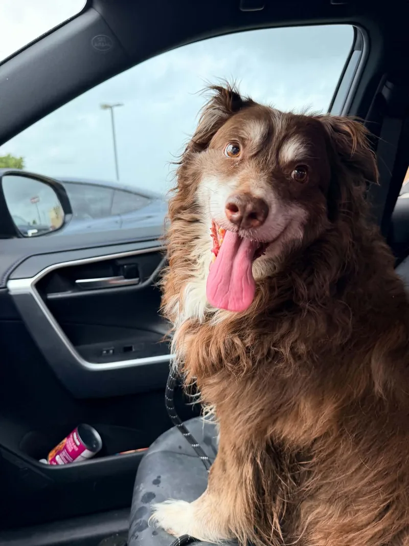 An adult large-sized male Australian Shepherd dog named Jonas for adoption in Arlington, TX