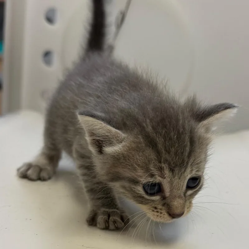 A baby small-sized female Domestic Short Hair cat named Pop for adoption in Corpus Christi, TX