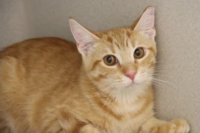 A baby small-sized male Domestic Short Hair cat named King Arthur for adoption in Tucson, AZ