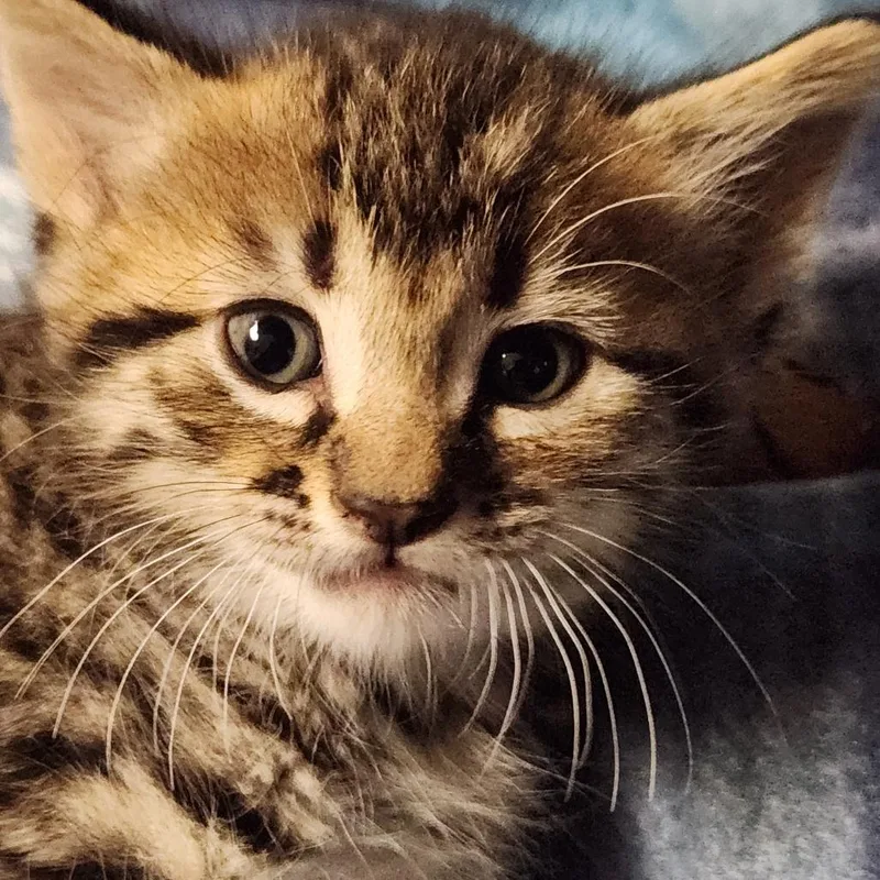 A baby small-sized male Brown / Chocolate Domestic Short Hair cat named Clark K for adoption in Corsicana, TX