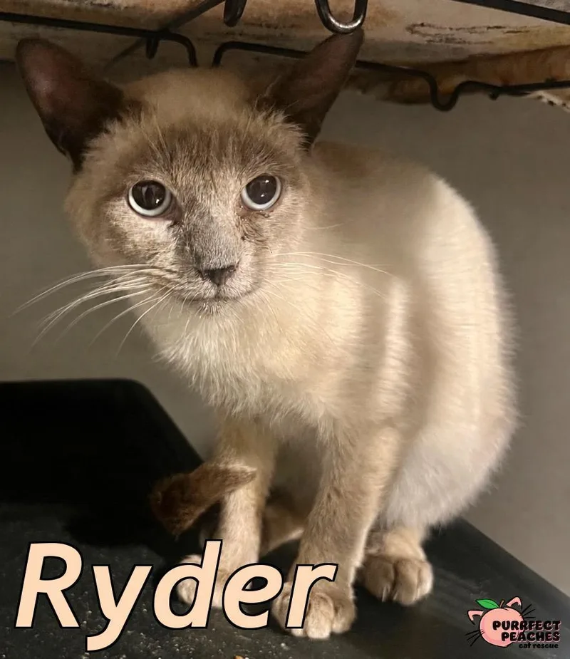 Ryder