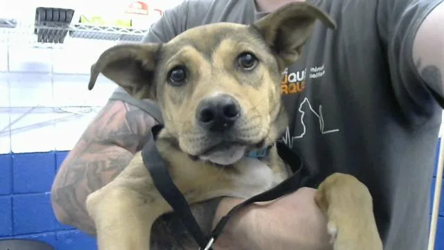 A baby small-sized male German Shepherd Dog dog named Kj for adoption in Albuquerque, NM