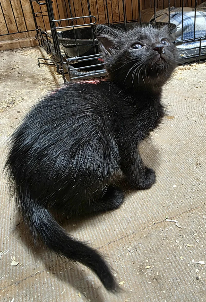 A baby small-sized male Domestic Short Hair cat named Fox for adoption in Heyburn, ID
