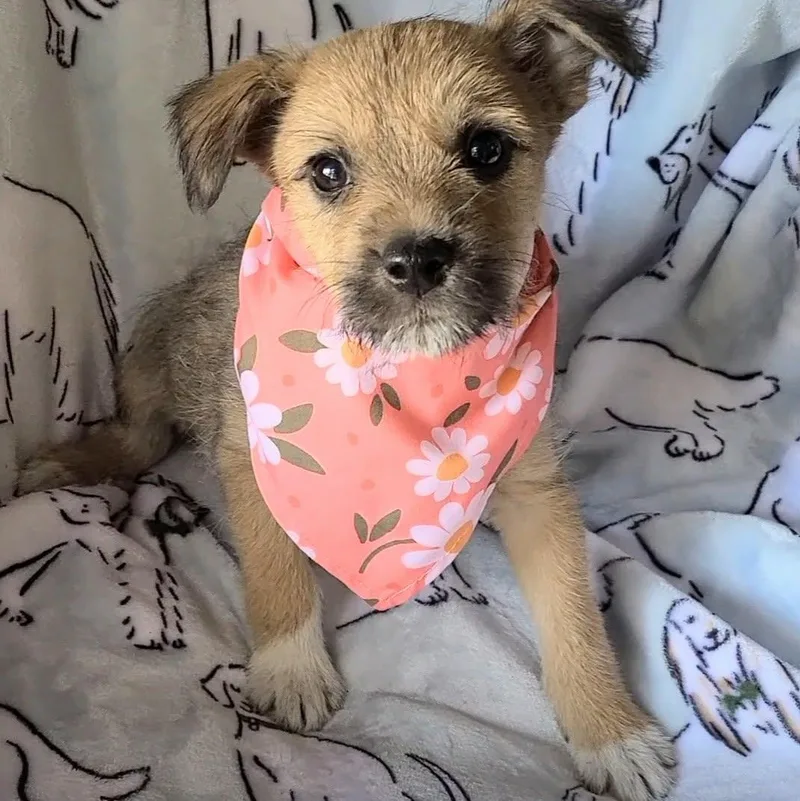 A baby medium-sized female Apricot / Beige Mixed Breed dog named Chocolate Chip for adoption in Woolwich, ME