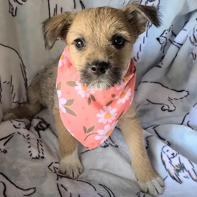 Chocolate Chip thumbnail 2