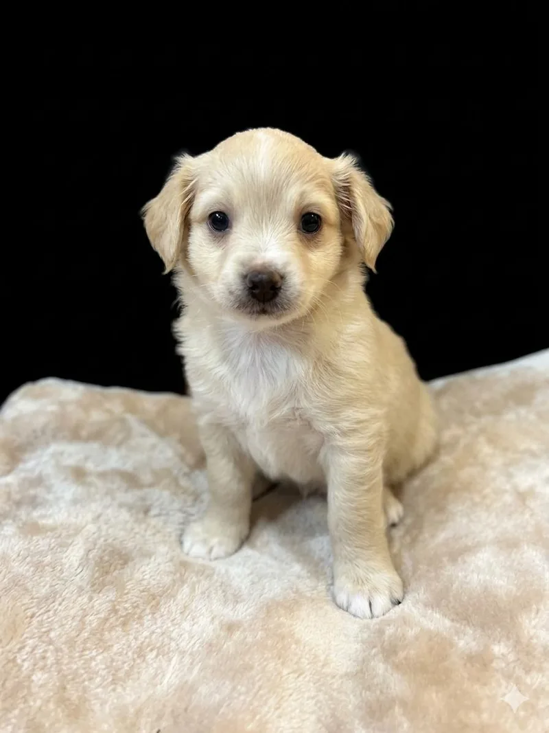 A baby small-sized male Yellow / Tan / Blond / Fawn Chihuahua dog named Bodie for adoption in San Saba, TX