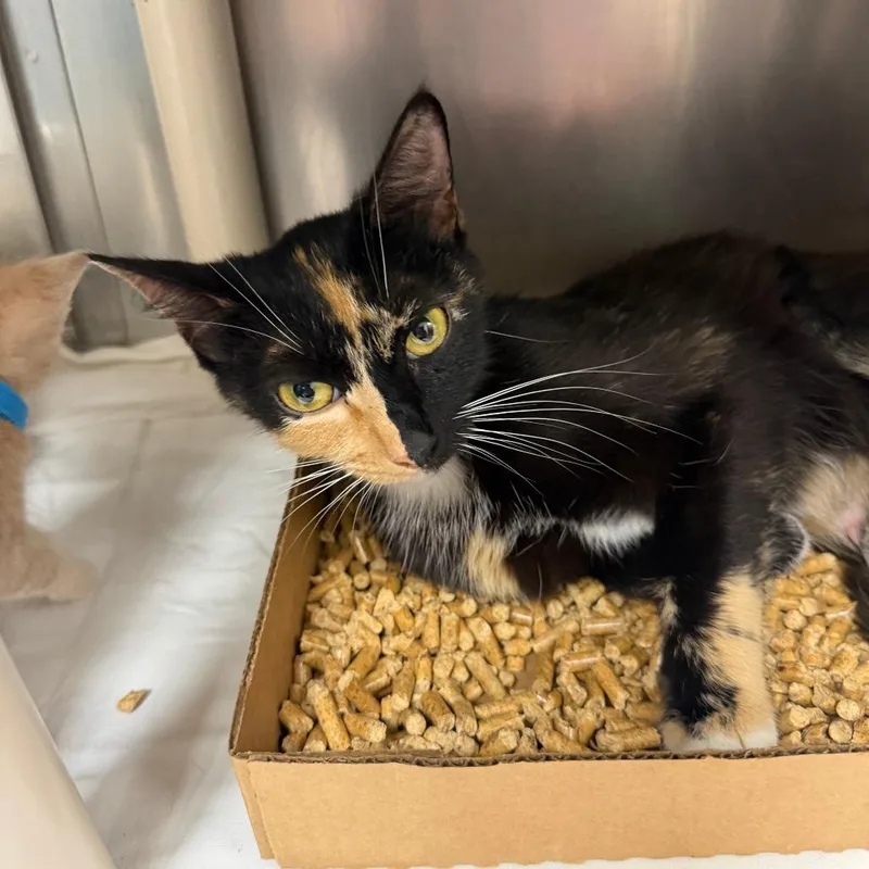 A baby small-sized male Orange / Red Domestic Short Hair cat named Ken for adoption in Donalsonville, GA