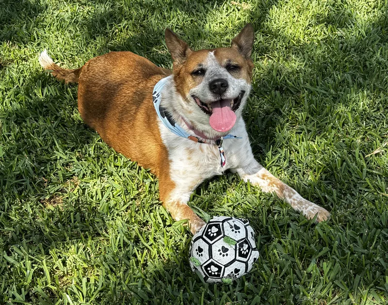An adult medium-sized female Red / Chestnut / Orange Australian Cattle Dog / Blue Heeler dog named Kipper for adoption in Athens, TX