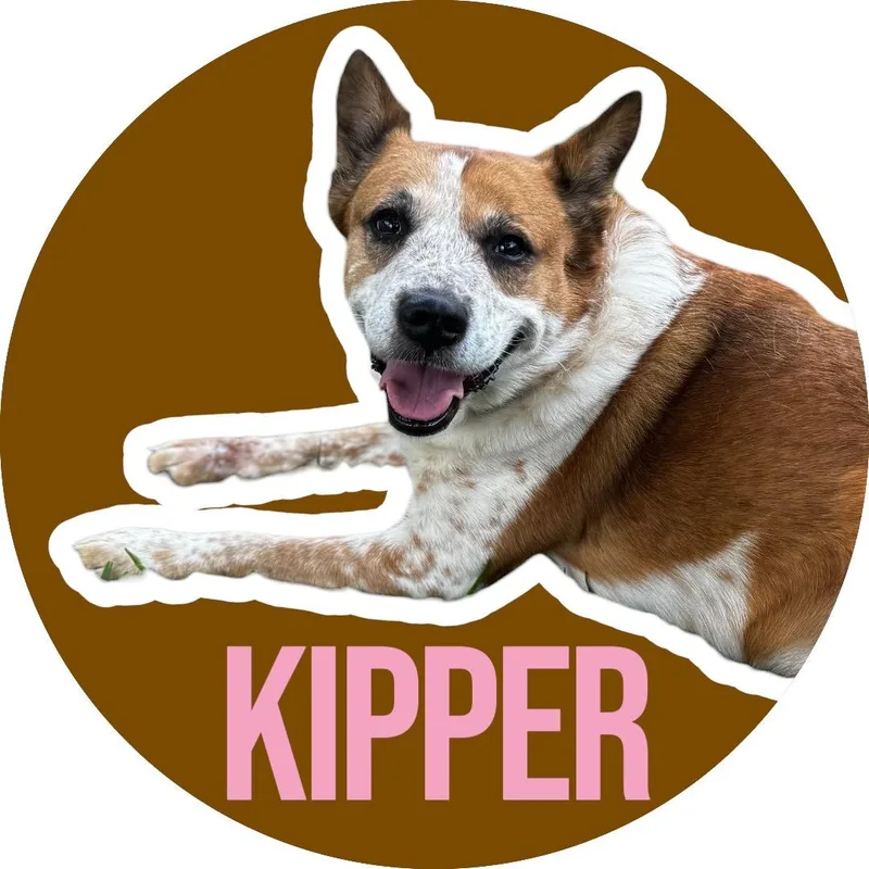 Kipper thumbnail 2