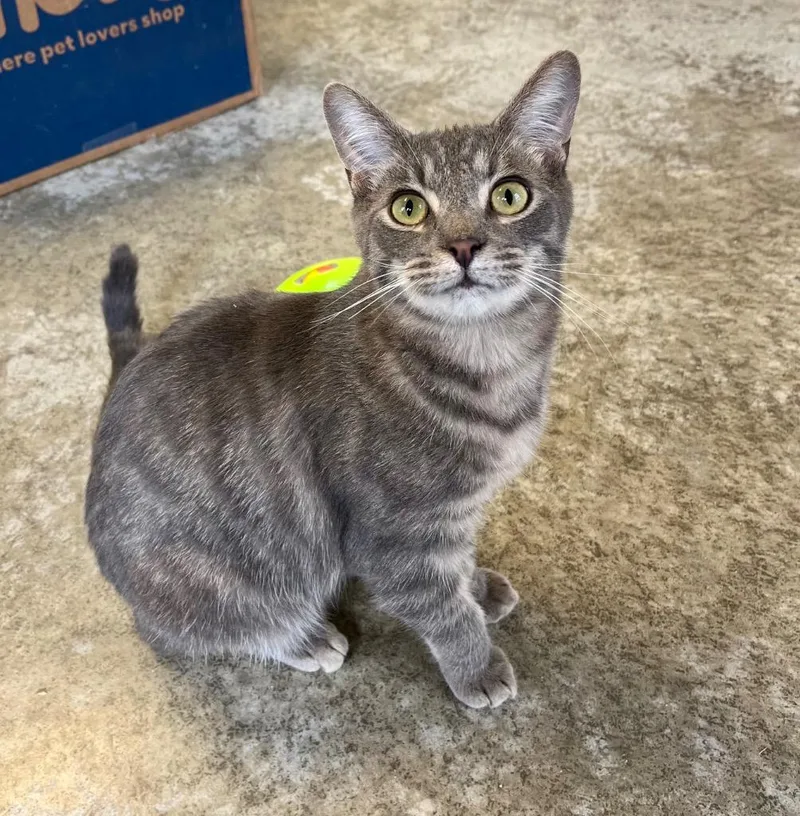 A young medium-sized male Domestic Short Hair cat named Sampson for adoption in Clinton, SC