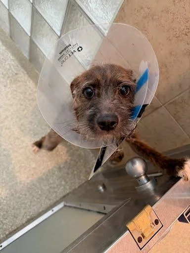 An adult small-sized male Mixed Breed dog named Chase for adoption in Washington, DC