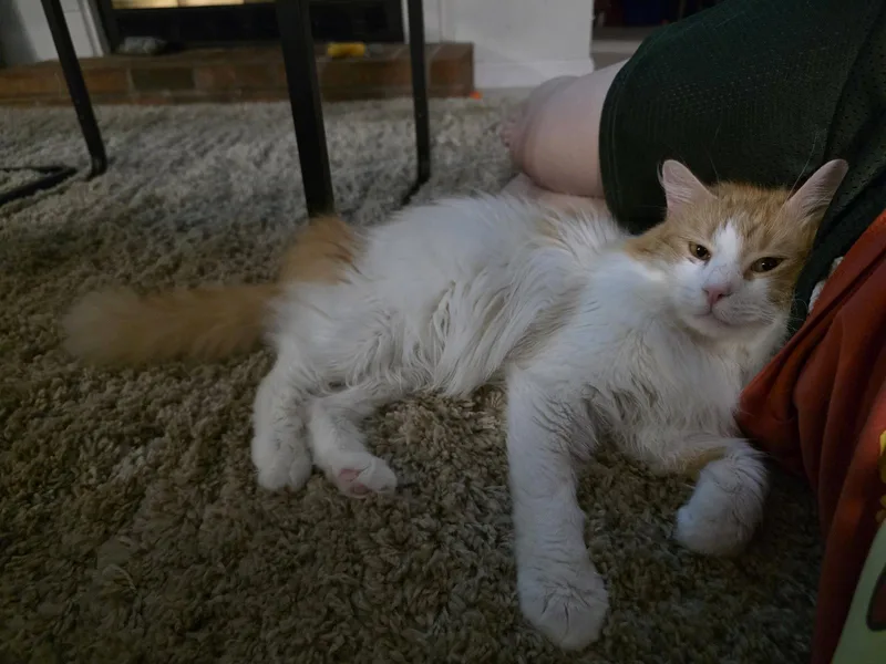 Sweet Potato thumbnail 2