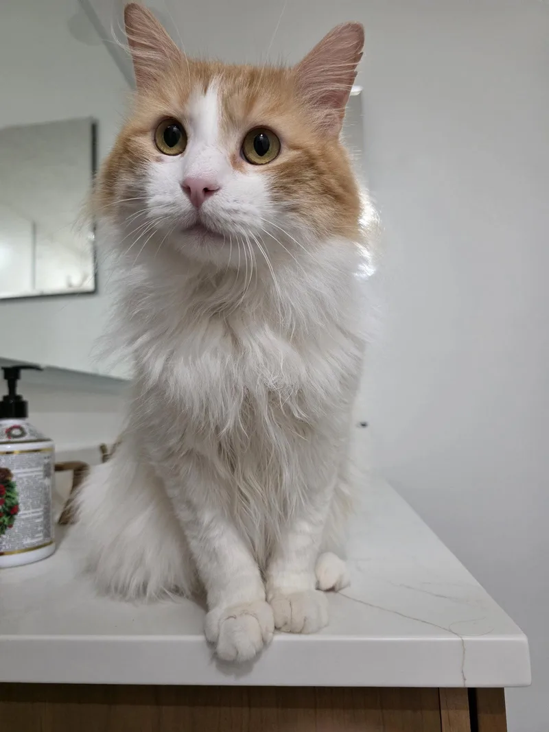 Sweet Potato thumbnail 3