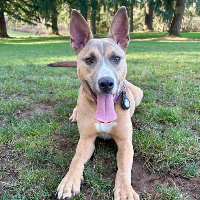 A young medium-sized female Apricot / Beige Mixed Breed dog named Kenzie for adoption in Portland, OR