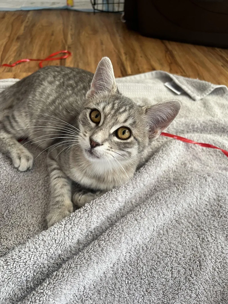 A baby medium-sized female Tabby cat named Sammi for adoption in Laguna Niguel, CA