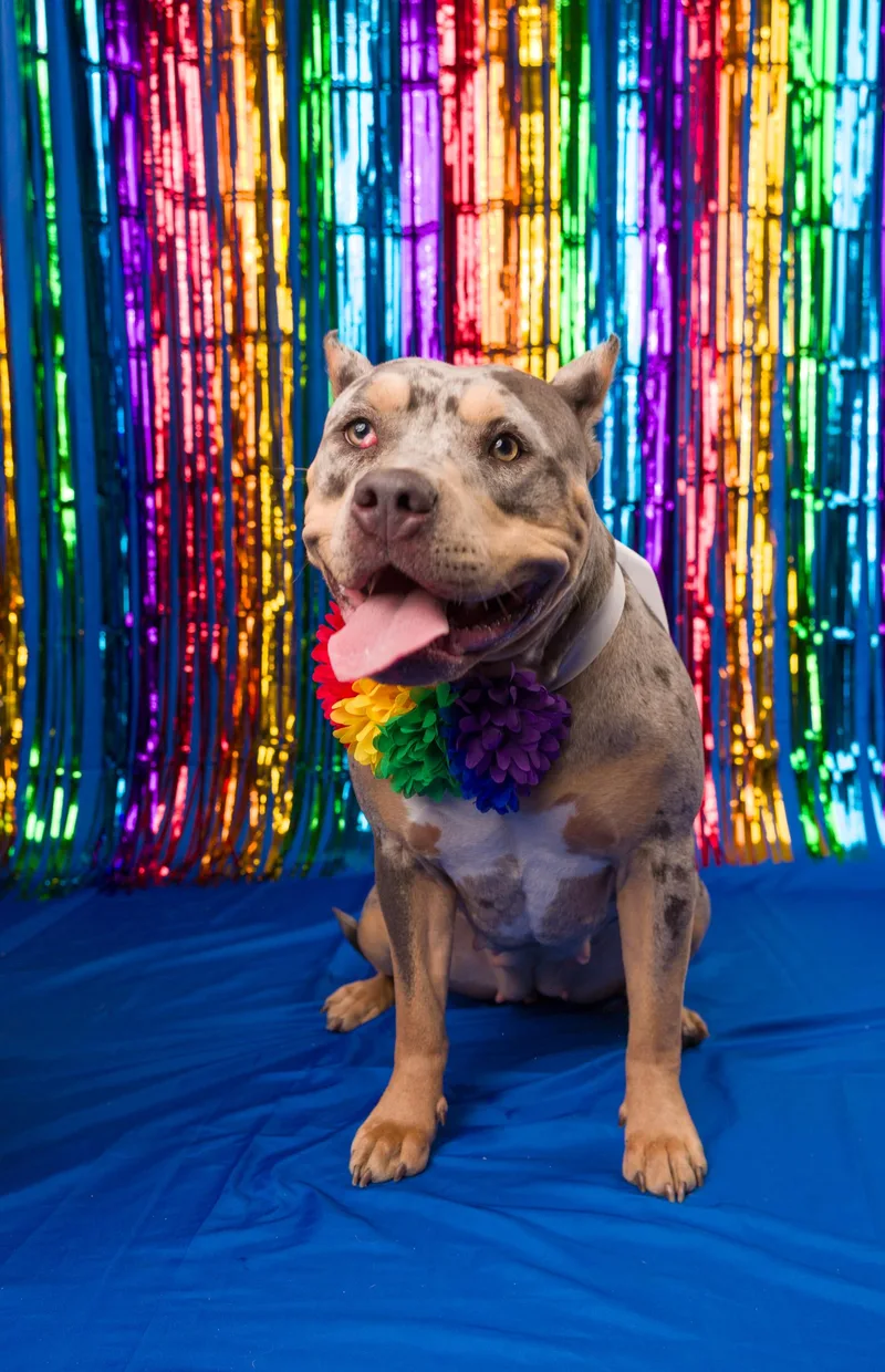 A young large-sized female Pit Bull Terrier dog named Frankie for adoption in Seattle, WA