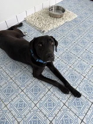 An adult large-sized female Labrador Retriever dog named Sapphire for adoption in Fort Worth, TX