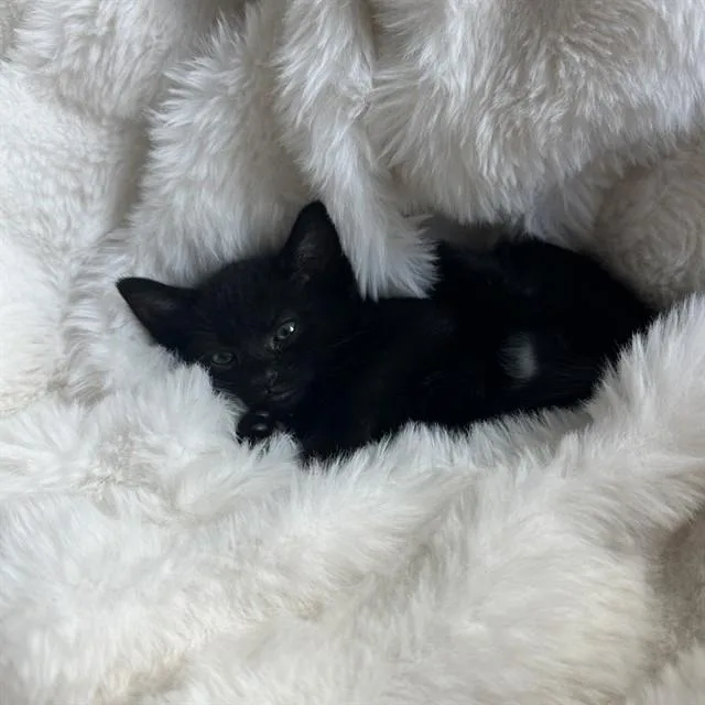 A baby small-sized female Domestic Short Hair cat named Emberly for adoption in Auburn, CA