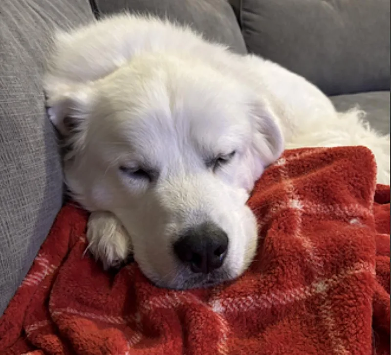 An adult large-sized male White / Cream Great Pyrenees dog named Ollie for adoption in Amherst, MA