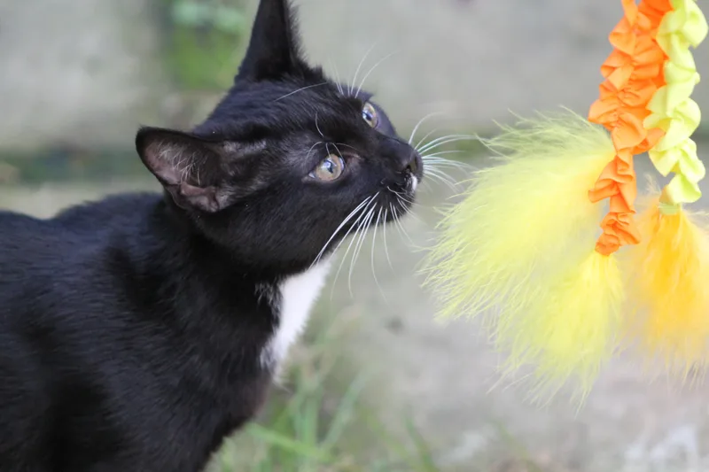 A young medium-sized female Black & White / Tuxedo Domestic Short Hair cat named Noisey for adoption in Marion, NC