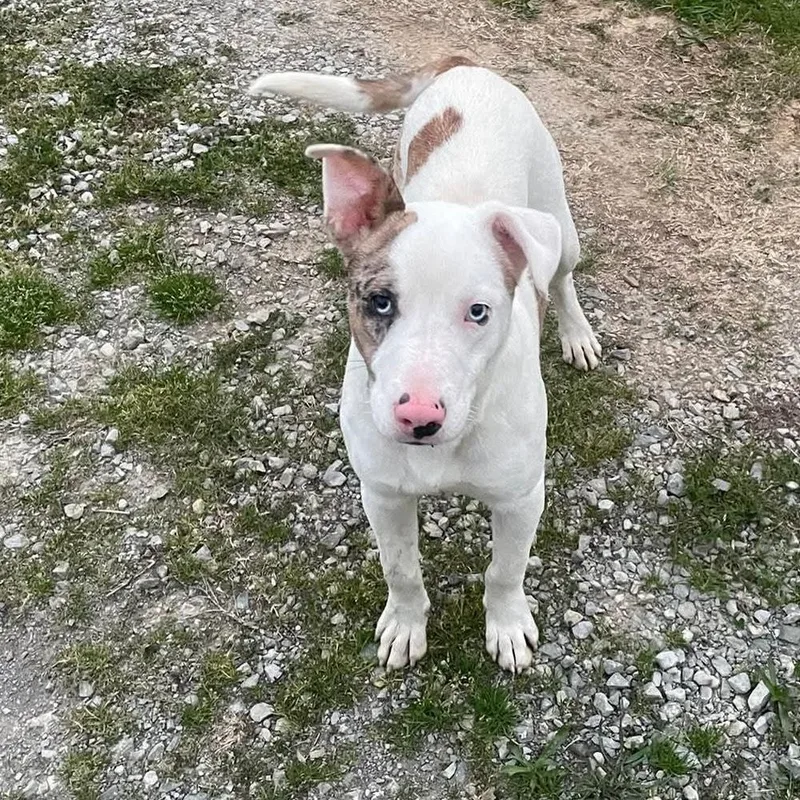 A young medium-sized male White / Cream Pit Bull Terrier dog named Skeeter for adoption in Evensville, TN