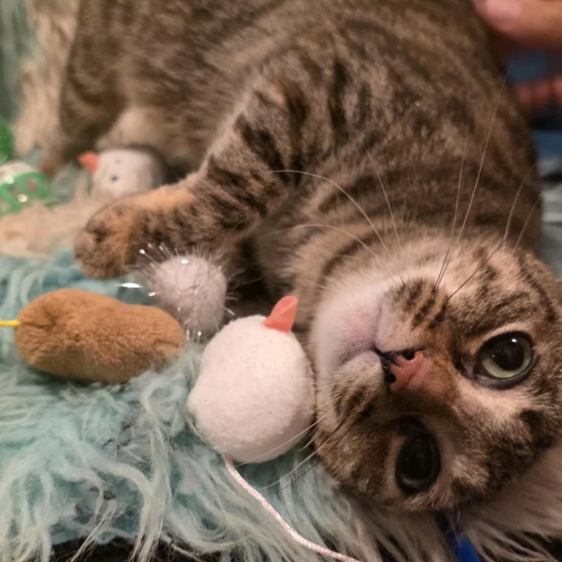 A young small-sized female Gray / Blue / Silver Domestic Short Hair cat named Moon for adoption in Glenfield, NY
