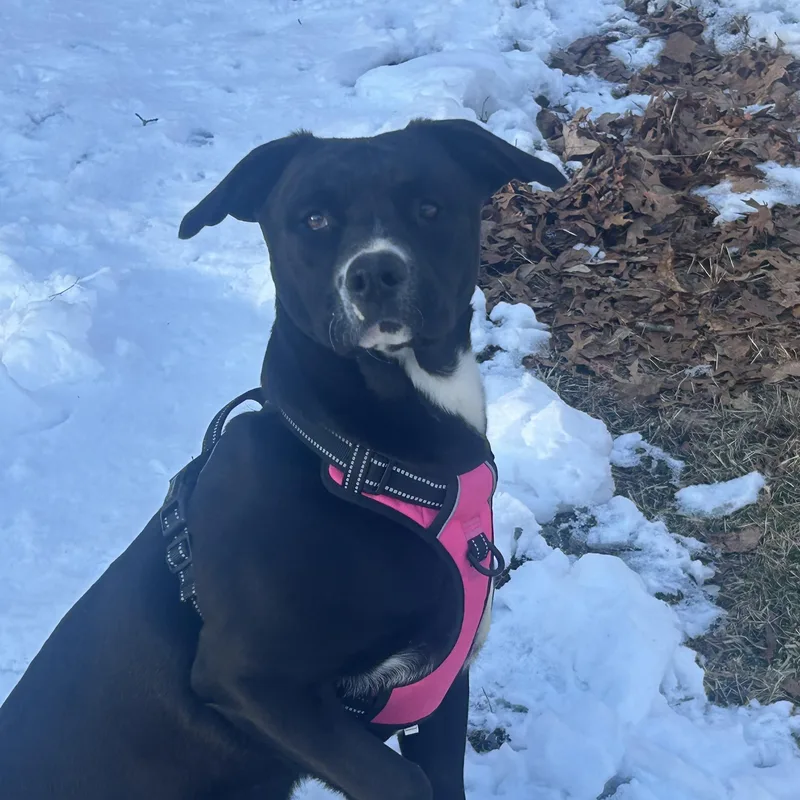 Marigoldcome Meet Me!