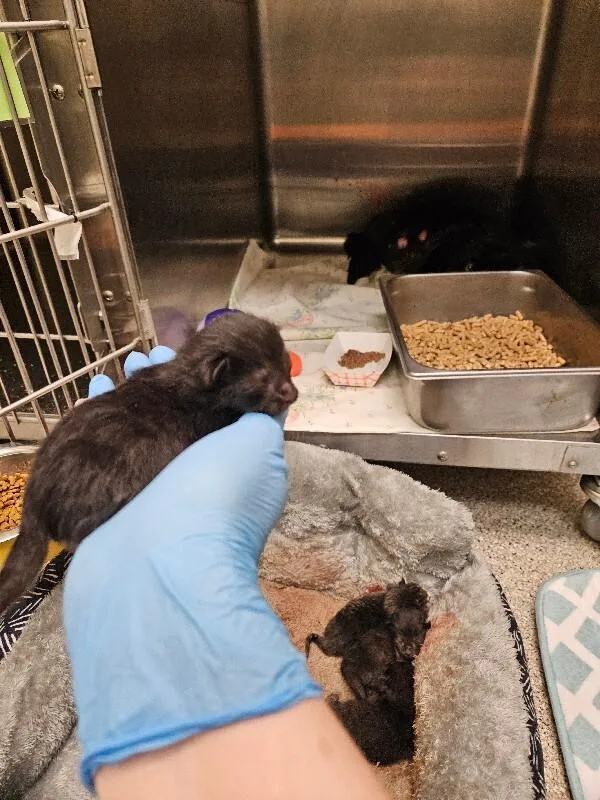 A young medium-sized female Gray / Blue / Silver Domestic Short Hair cat named Dog for adoption in Disputanta, VA