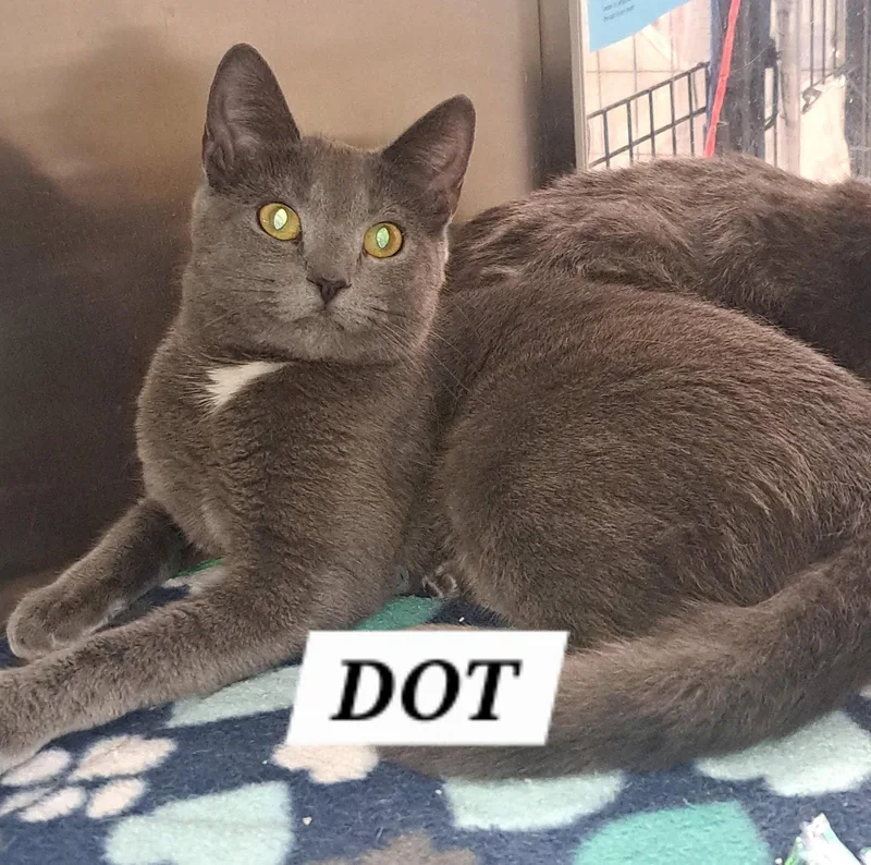 Dotc
