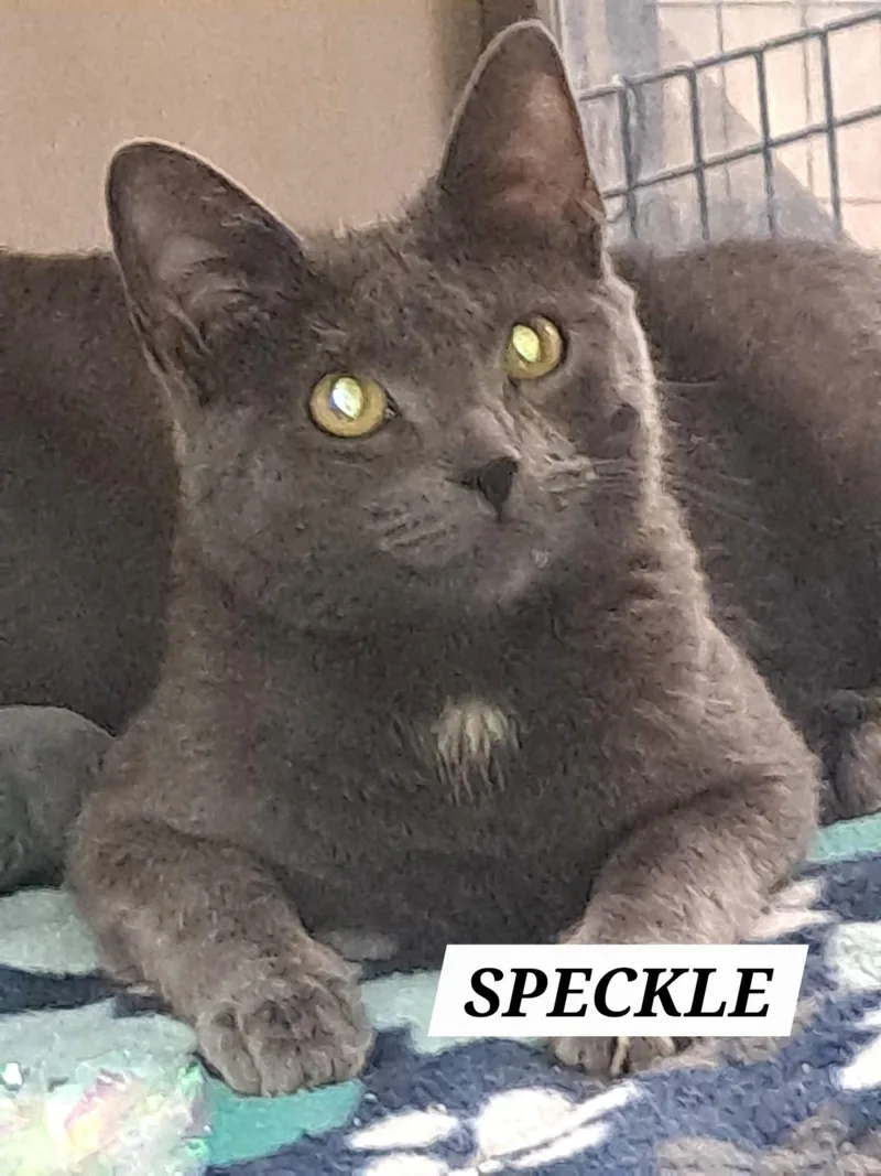 Dotc thumbnail 2