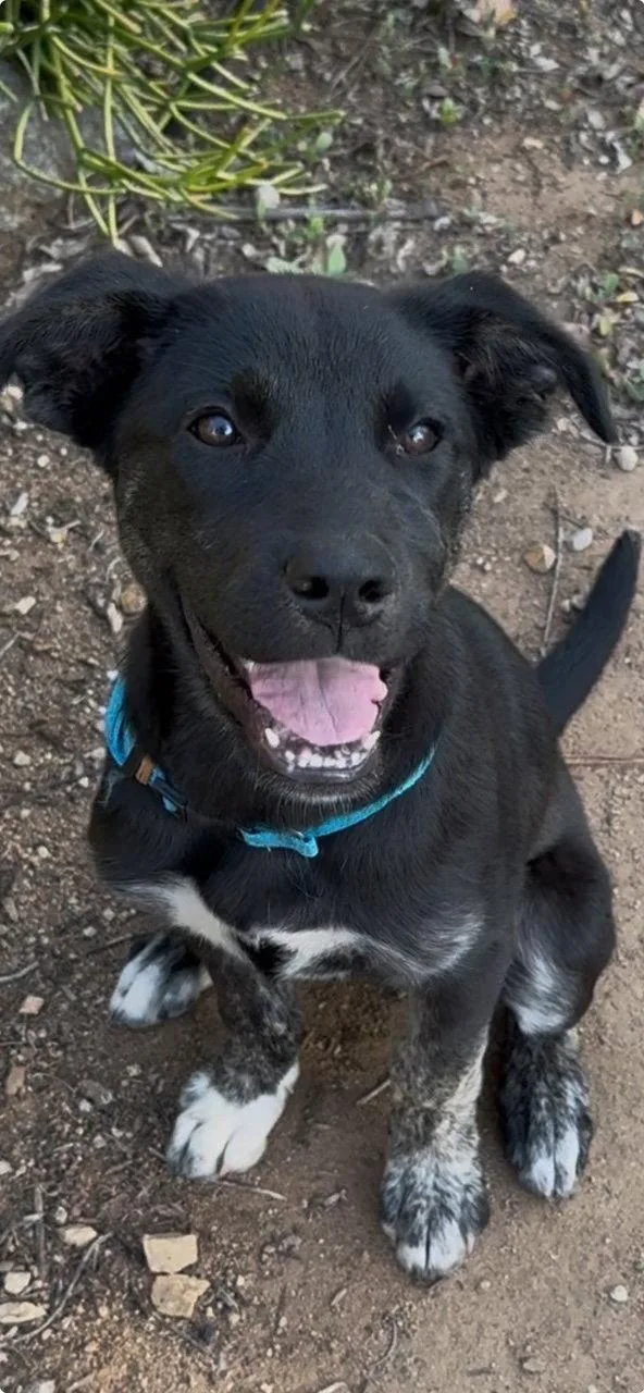 Daffodil thumbnail 2