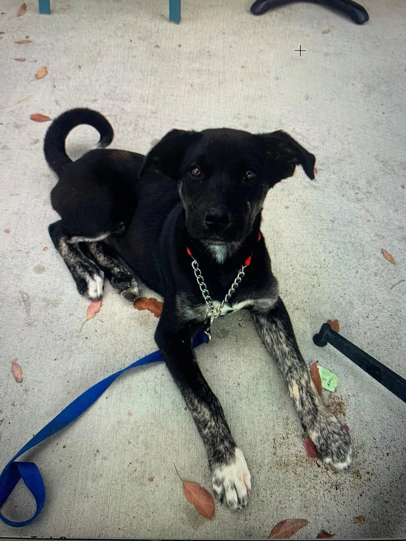 Daffodil thumbnail 3