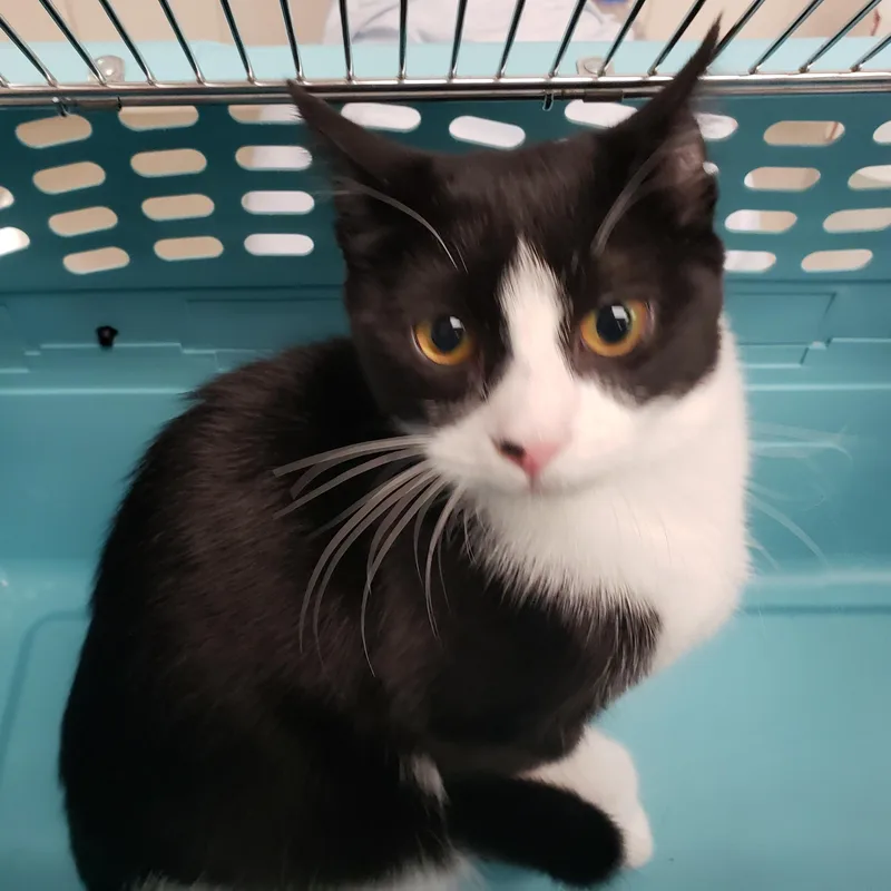 A young medium-sized female Domestic Short Hair cat named Poppy for adoption in Allen, TX