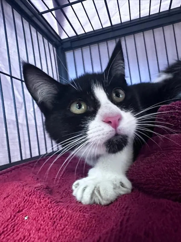 A baby medium-sized female Black & White / Tuxedo Domestic Short Hair cat named Meleys for adoption in Clayton, NJ