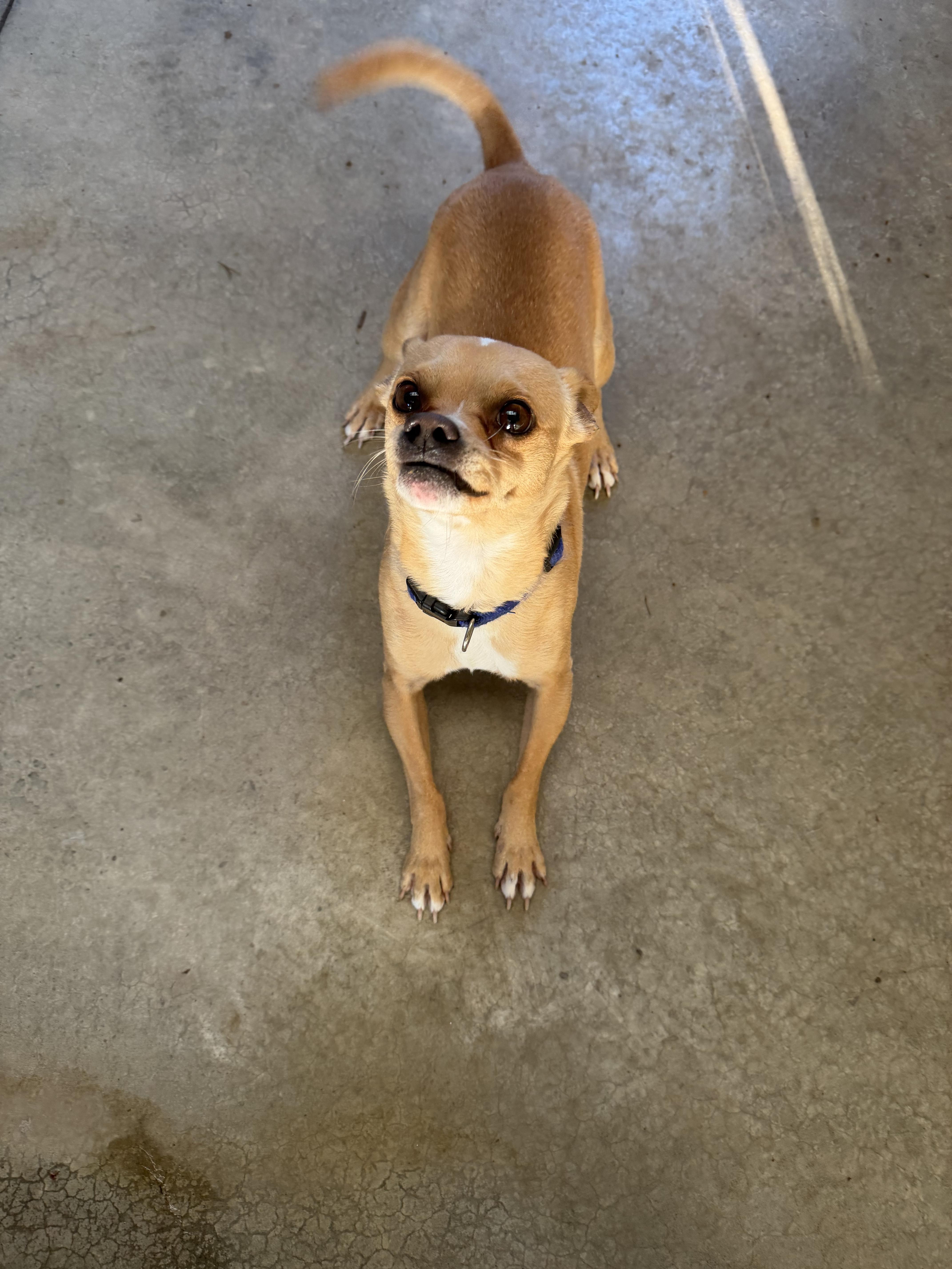 An adult small-sized male Chihuahua dog named Buck for adoption in Hood River, OR