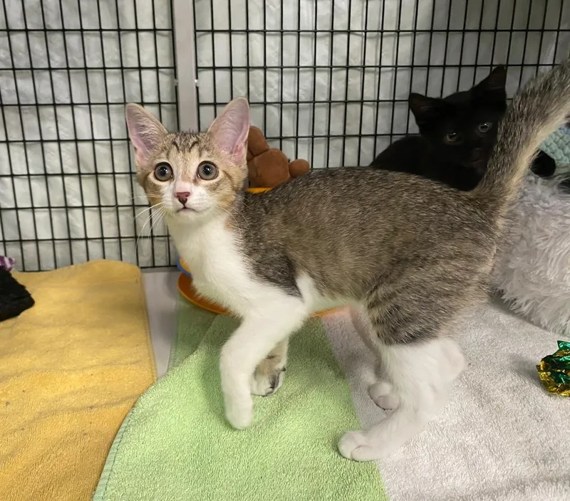 A baby medium-sized male Domestic Short Hair cat named Chipmunk for adoption in Raleigh, NC