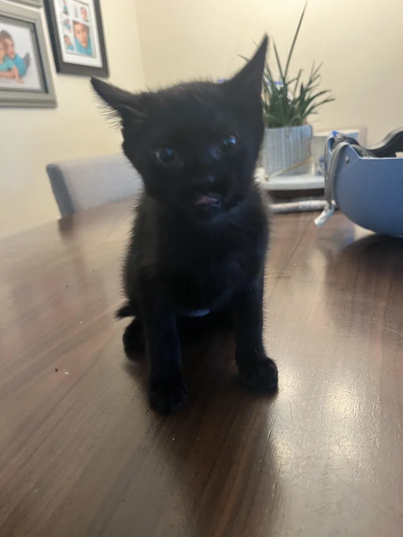A young large-sized female Black Domestic Short Hair cat named Beans for adoption in Wheeling, IL