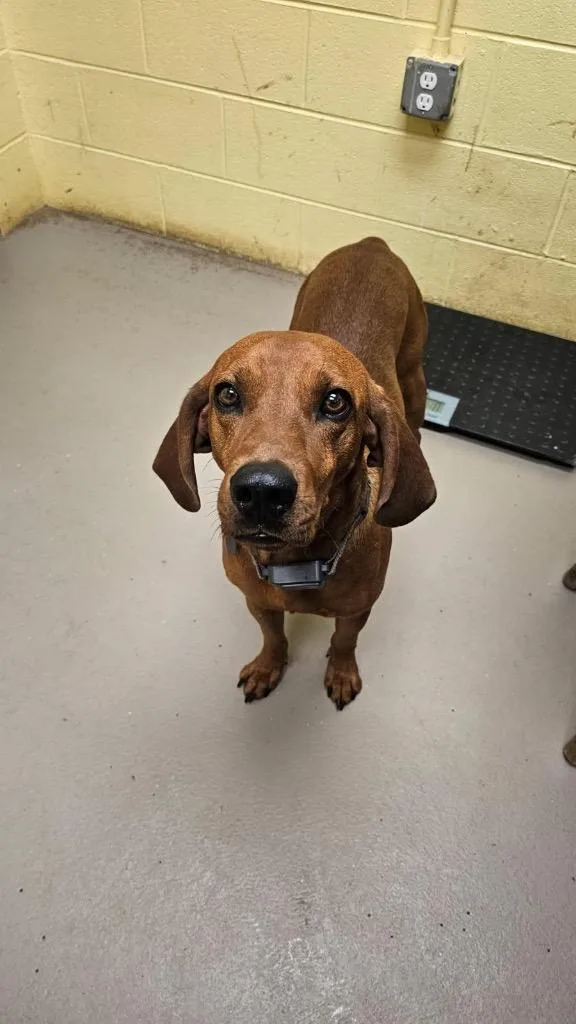 An adult small-sized male Redbone Coonhound dog named Ole Red for adoption in Crossville, TN