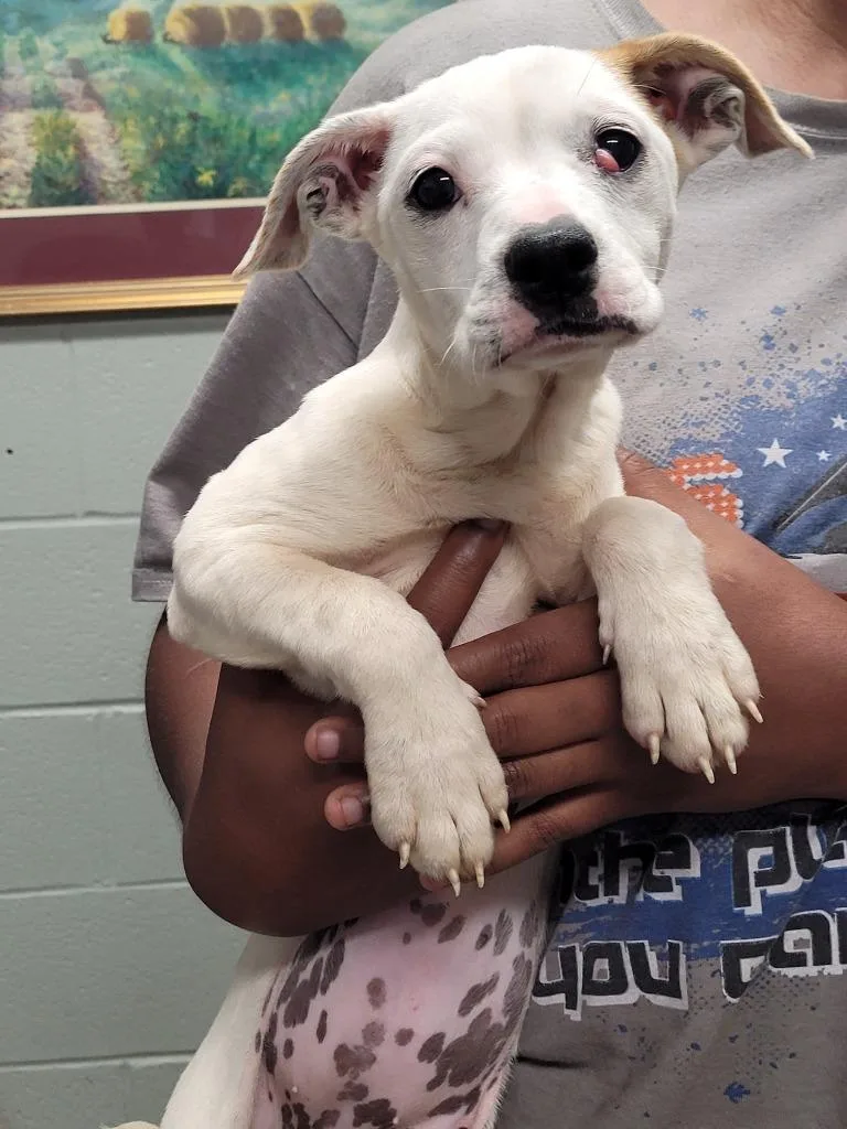 Sophienala thumbnail 2