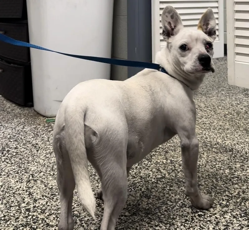 Sophienala thumbnail 4