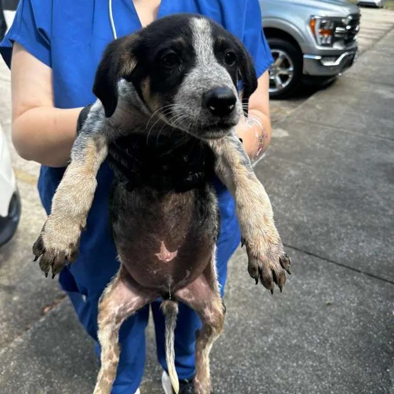 A baby small-sized male Black Mixed Breed dog named Mysterio for adoption in Gadsden, AL