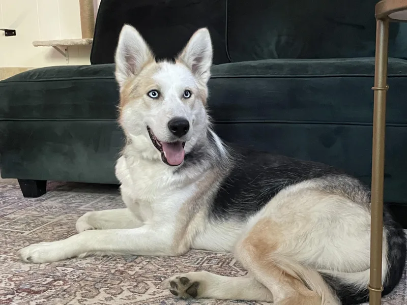 Kaia