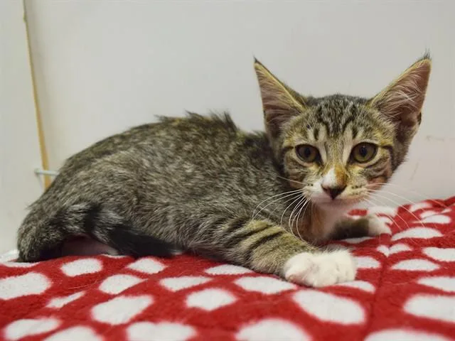 A baby small-sized female Domestic Short Hair cat named Muffin for adoption in Sacramento, CA